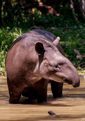 Alma Park Zoo - Sydney Resort 4