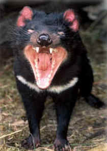 Zoo Doo Wildlife Park - Sydney 4u 4