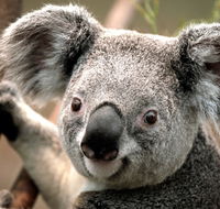 Potoroo Palace - Accommodation Sydney
