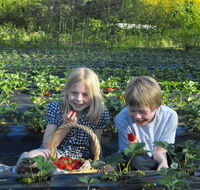 Blue Hills Berries  Cherries - Accommodation Sydney