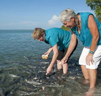 Aquascene Fish Feeding Sanctuary - Accommodation Sydney