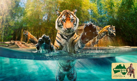 Australia Zoo - Accommodation Sydney 9