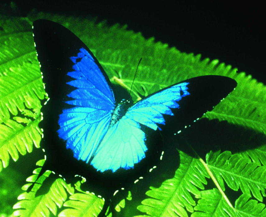 Australian Butterfly Sanctuary - Sydney 4u 0