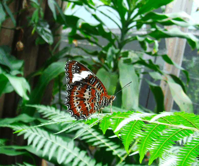 Australian Butterfly Sanctuary - Sydney 4u 1