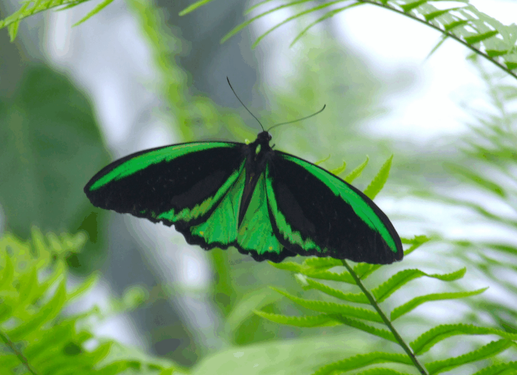 Australian Butterfly Sanctuary - Sydney 4u 2