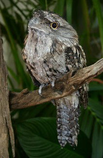 Currumbin Wildlife Sanctuary - Accommodation Sydney 2