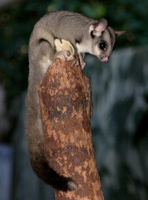 Currumbin Wildlife Sanctuary - Accommodation Sydney 3