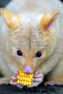 Currumbin Wildlife Sanctuary - Accommodation Sydney 4
