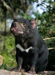 Currumbin Wildlife Sanctuary - Accommodation Sydney 7