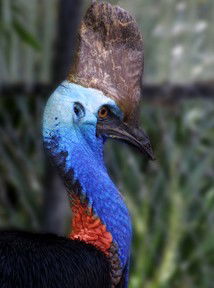 Currumbin Wildlife Sanctuary - Accommodation Sydney 8