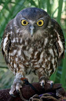 Currumbin Wildlife Sanctuary - Accommodation Sydney 9