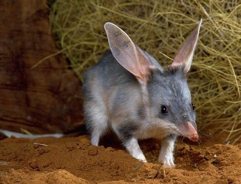 David Fleay Wildlife Park - Sydney 4u 2