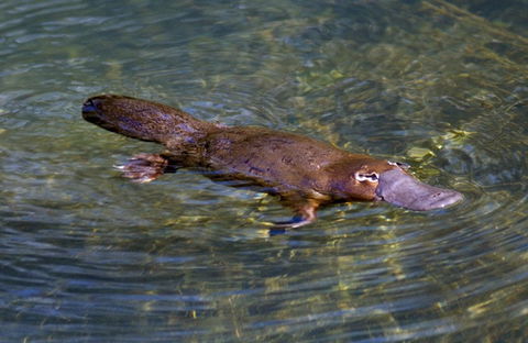 David Fleay Wildlife Park - Sydney 4u 4