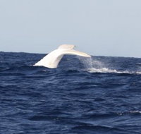 Australian Whale Watching - Accommodation Sydney