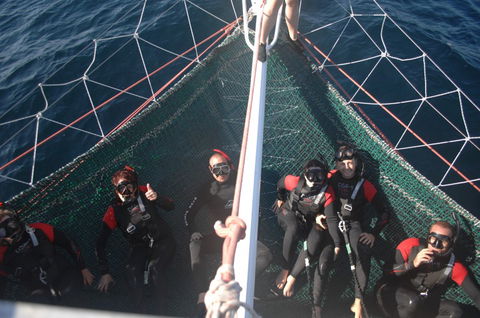 Dolphin Swim Australia - Accommodation Sydney 4
