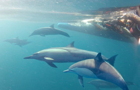 Dolphin Swim Australia - Accommodation Sydney 5