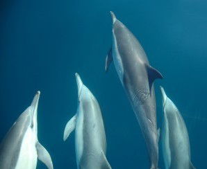 Dolphin Swim Australia - Accommodation Sydney 6