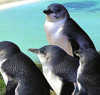 Rockingham Wild Encounters - Accommodation Sydney