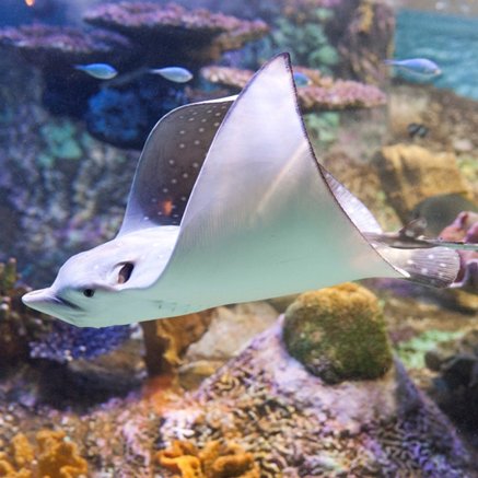 Melbourne Aquarium - Sydney Resort 4