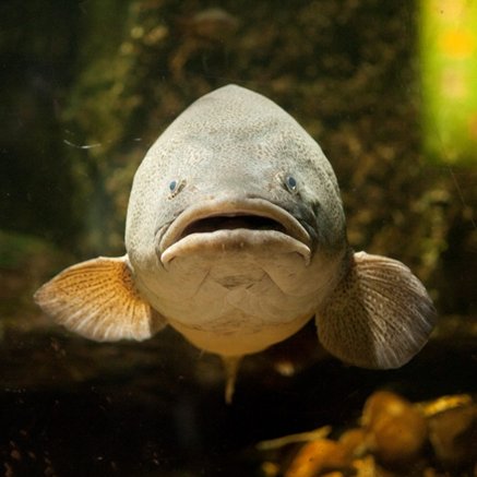 Melbourne Aquarium - Sydney Resort 5