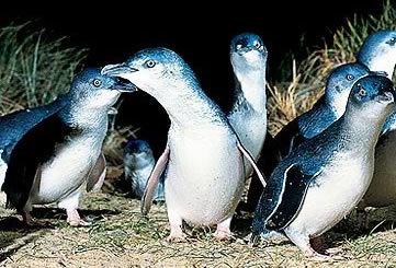 Bunyip Tours - Accommodation Sydney 4