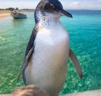 Penguin Island - Accommodation Sydney