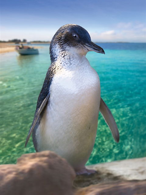 Penguin Island - Sydney 4u 0