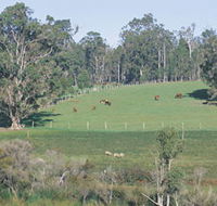 Scenic Drives - Bunbury Collie Donnybrook - Accommodation Sydney