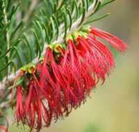 Ethel Daw Scenic Drive - Accommodation Sydney