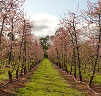 Raeburn Orchards - Accommodation Sydney