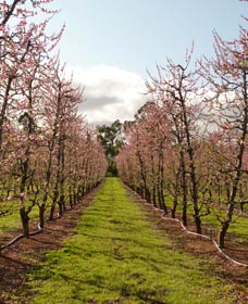 Raeburn Orchards - Accommodation Sydney 0