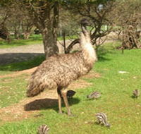 Minlaton Fauna Park - Accommodation Sydney
