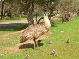 Minlaton Fauna Park - Accommodation Sydney 0