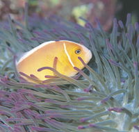 Rowley Shoals - Sydney 4u