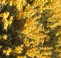 Dalwallinu Remnant Bushland - Accommodation Sydney