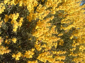 Dalwallinu Remnant Bushland - Accommodation Sydney 0