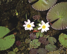 Parry Lagoons Nature Reserve - Sydney Resort 0