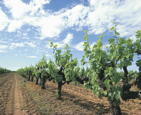 Blackwood Meadery - Sydney Resort 0