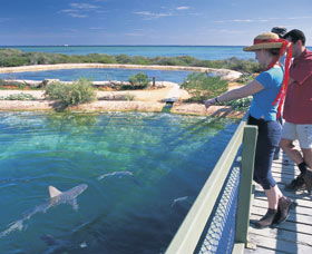 Shark Bay Marine Park - Accommodation Sydney 0