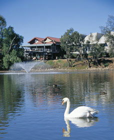 White Swans - Sydney 4u 0