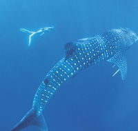 Ningaloo Marine Park - Sydney 4u