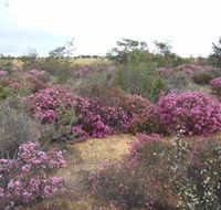 Reynoldson's Flora Reserve - Accommodation Sydney