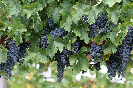 Stirling Estate WA Accommodation Sydney