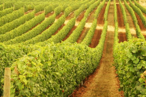 Xanadu Wines - Sydney 4u 0