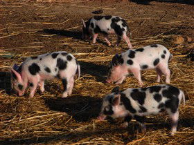 Will's Rare Breeds Farm - Sydney 4u 0