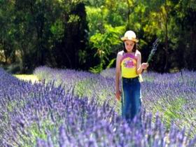 Brayfield Park Lavender Farm - Accommodation Sydney 0