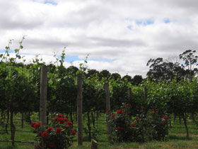 Manyara Vineyard - Accommodation Sydney 0