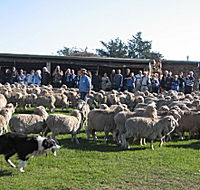 Curringa Farm - Accommodation and Farm Tours - Accommodation Sydney
