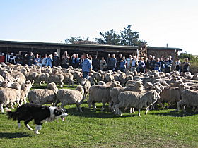 Curringa Farm - Accommodation And Farm Tours - Accommodation Sydney 0