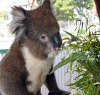 Glen-Forest Tourist Park - Accommodation Sydney
